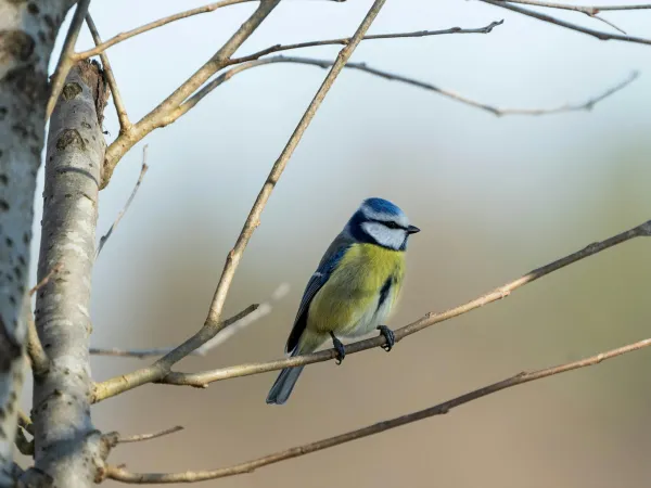 Blaumeise auf frühlingskahlem Ast im Sonnenlicht